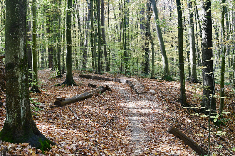 Dragon Trail